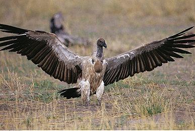 《浩劫前夕》现已正式发售 光速收获Steam差评如潮