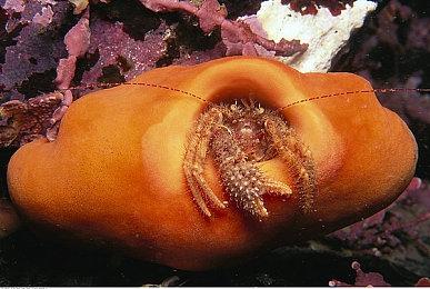 哥特式黑暗一战TPS《Trench Tales》11分钟实机